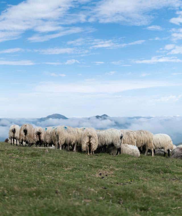 agroalimentaire pays basque